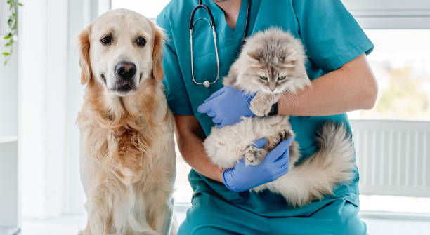Какие нужны предметы для поступления на ветеринара: обзор профессии